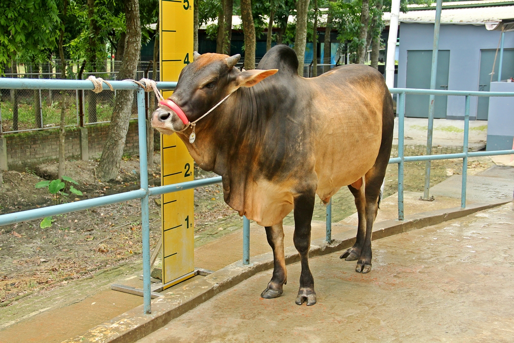 Male - Bull (ষাঁড়)